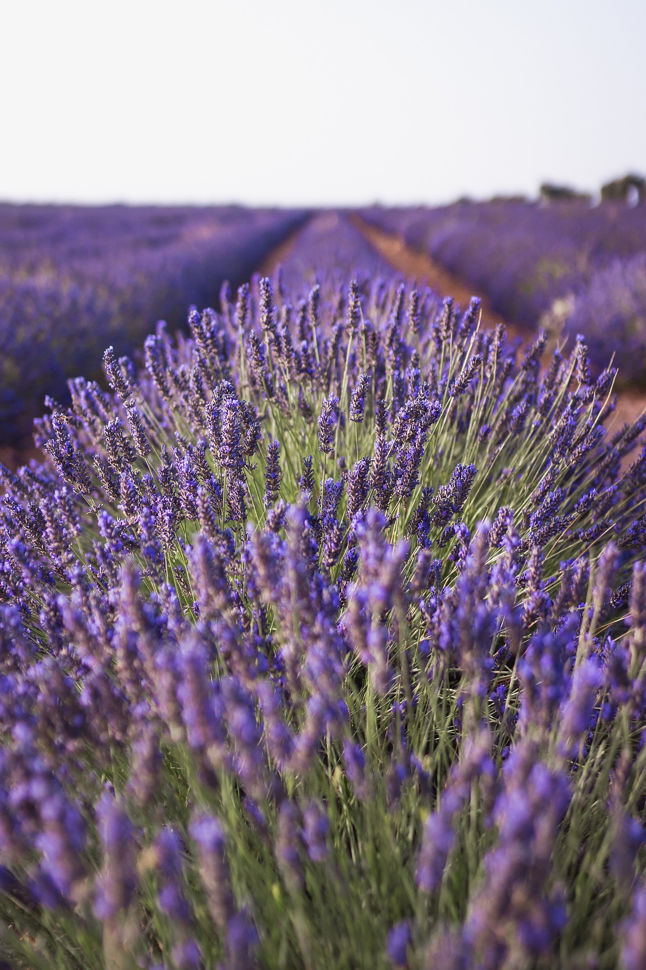 9624038-lavender-3605688_1920