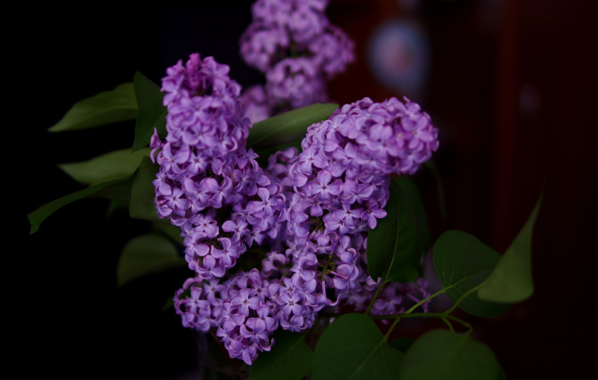 21177668-common-lilac-6579091_1920