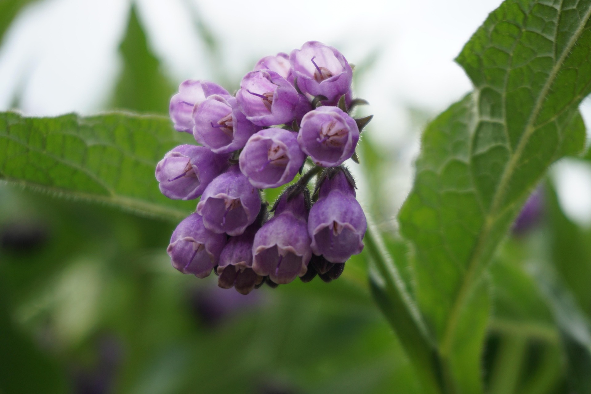 claudiakatharina-comfrey-flower-3394396_1920