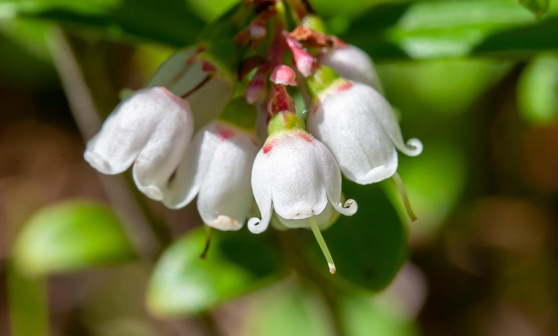 ltapsah-lingonberry-flowers-6622146_1920