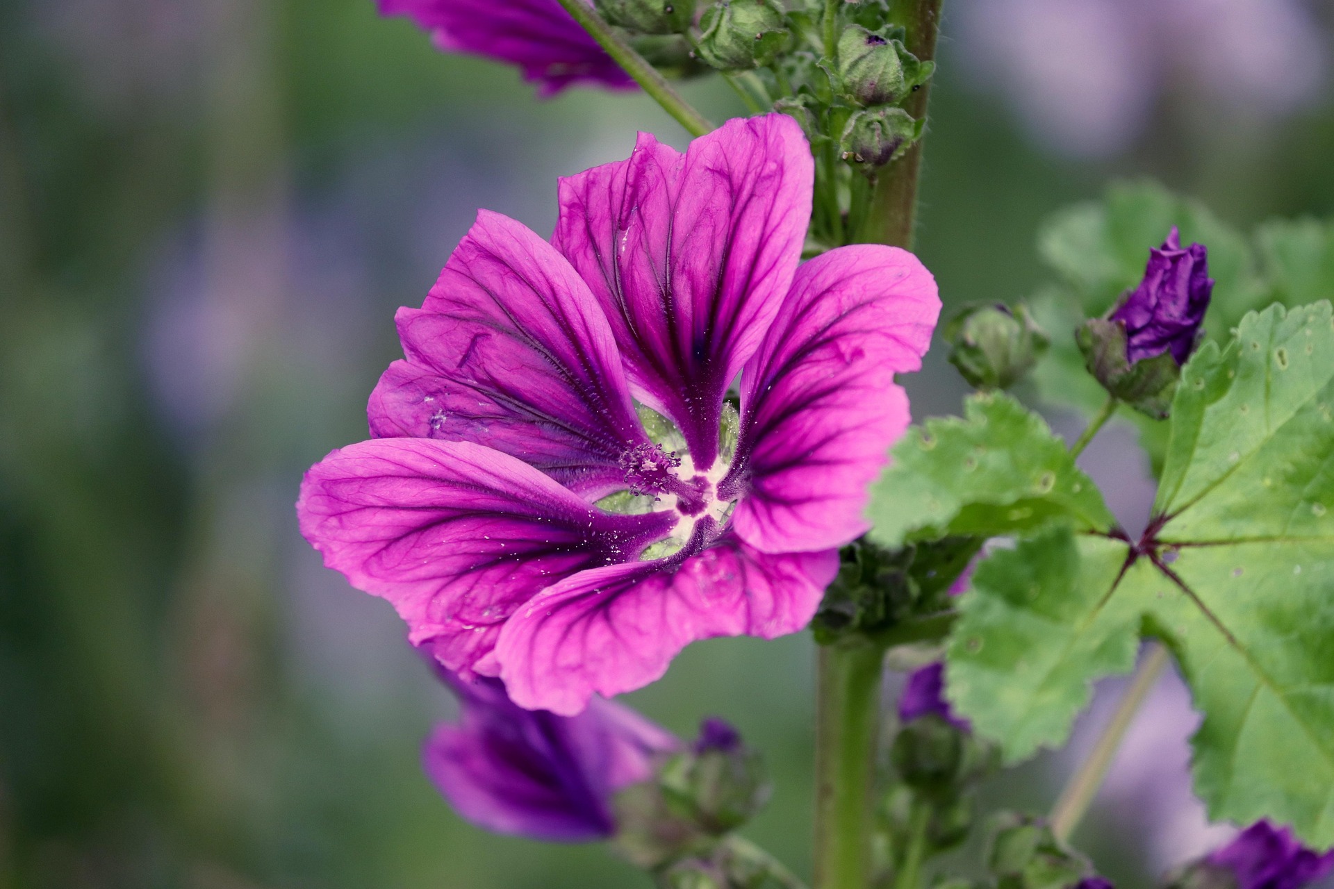 manfredrichter-mauritanian-mallow-5318448_1920