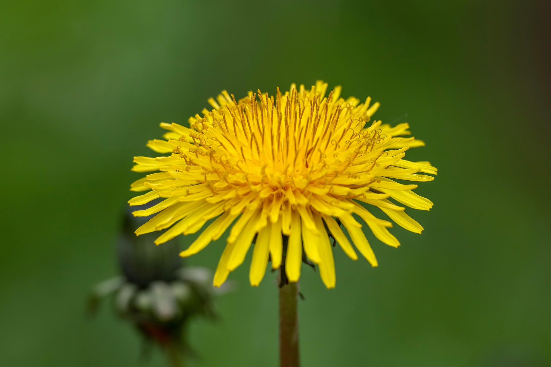 mrbassdeluxe-dandelion-8010882_1920