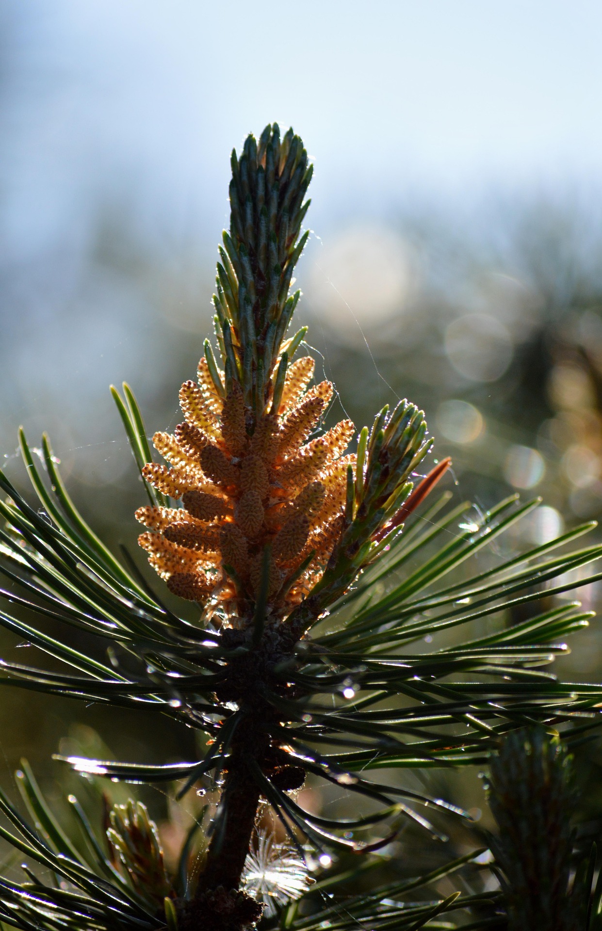 neelam279-conifers-8892506_1920