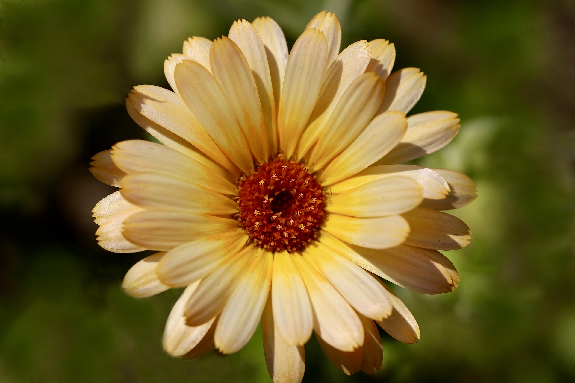 nennieinszweidrei-marigold-6593324_1920