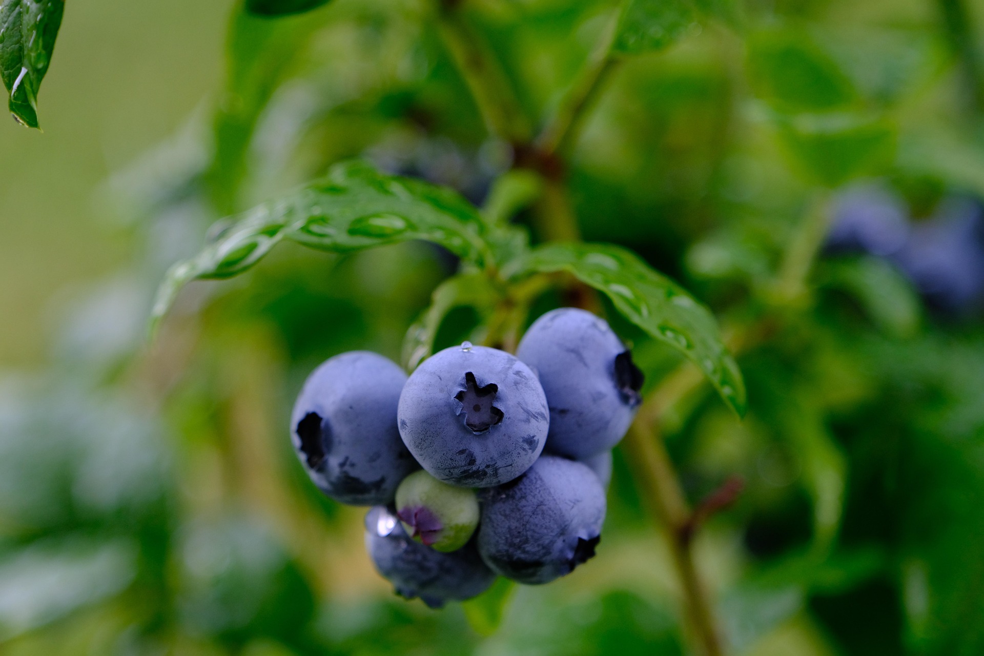 nil-foto-fruit-6541013_1920