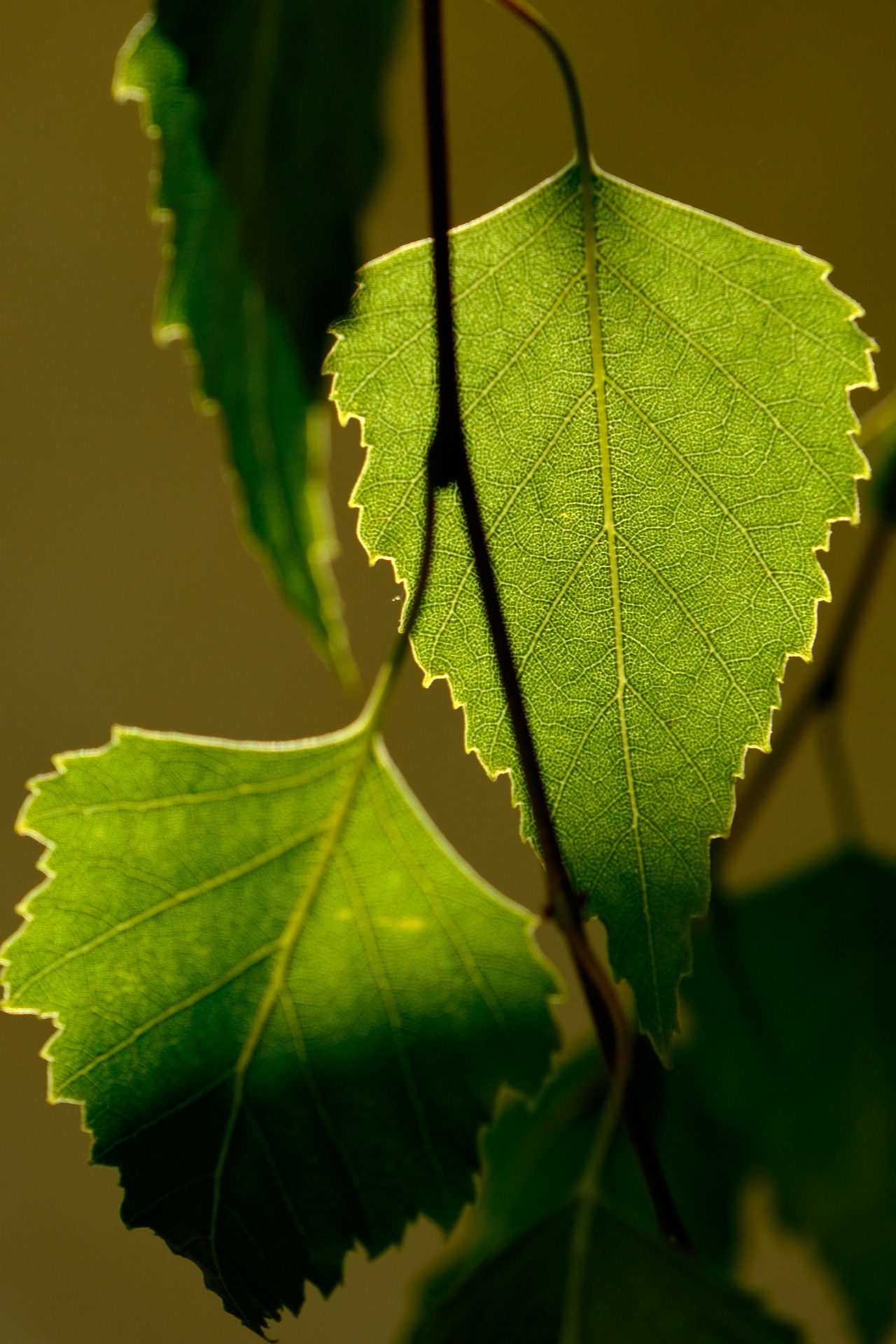 nil-foto-leaves-6403550_1920