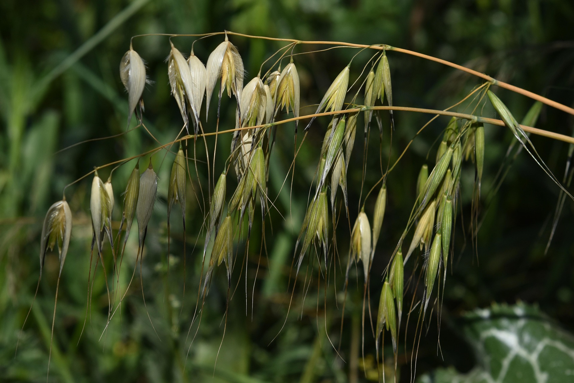 papazachariasa-grass-7115462_1920