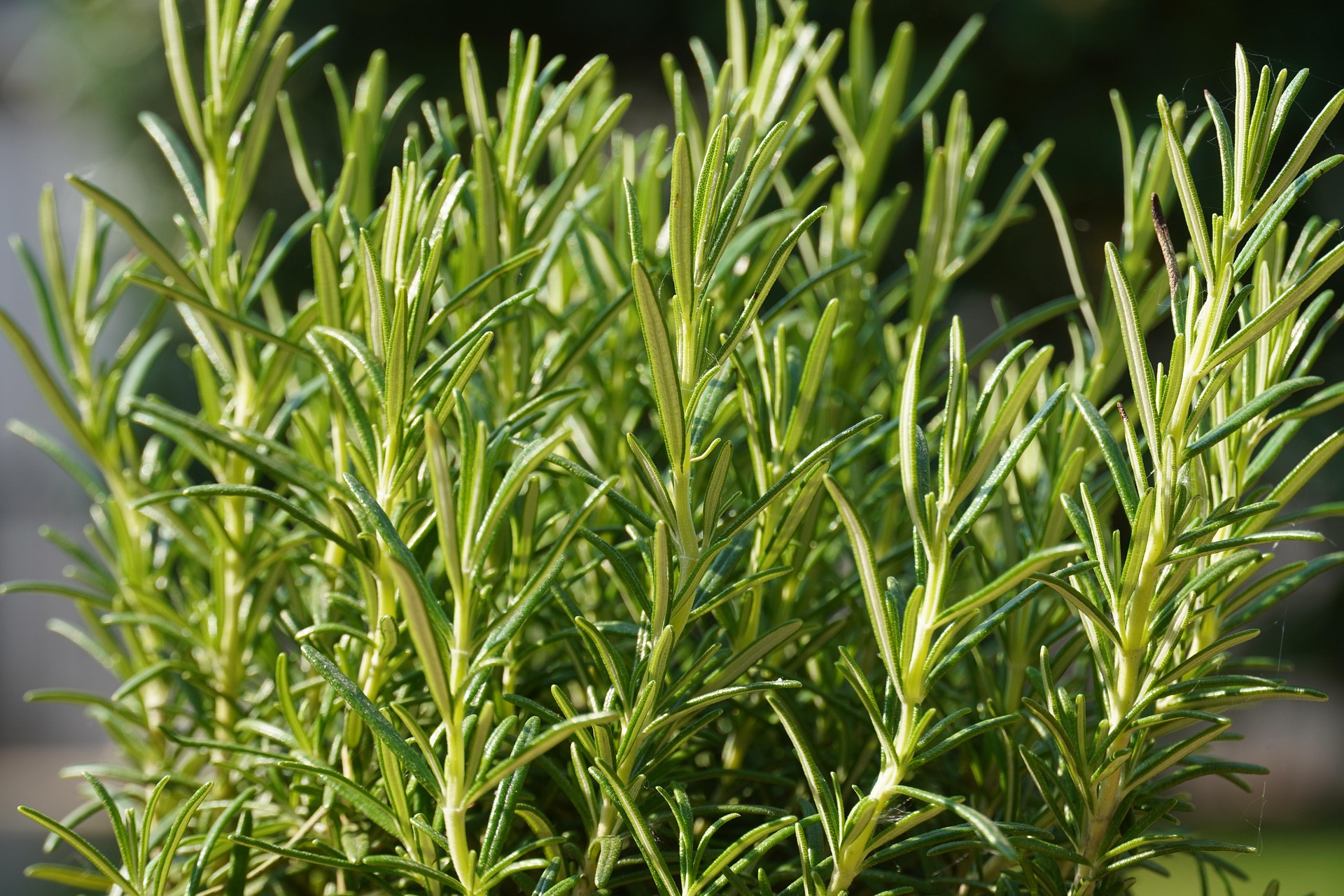 samsevents-herbs-5117039_1920