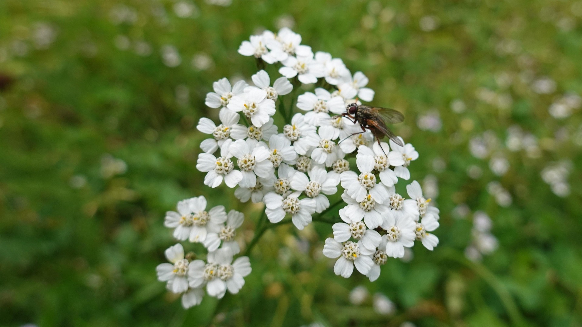 tuor-fly-6576939_1920