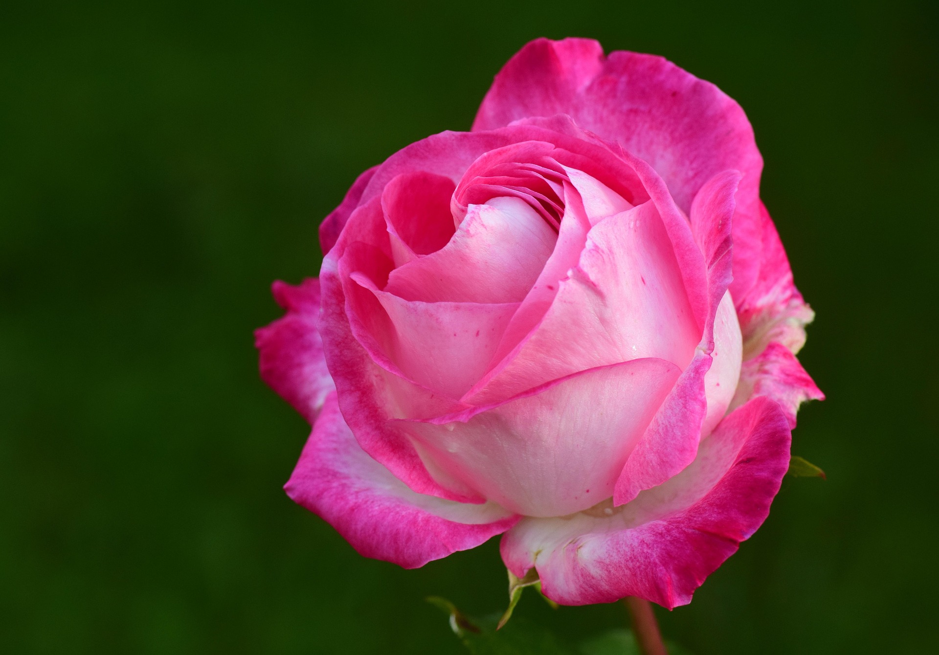 ulleo-pink-2892821_1920